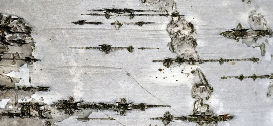 Birke © Ernst Frühmann