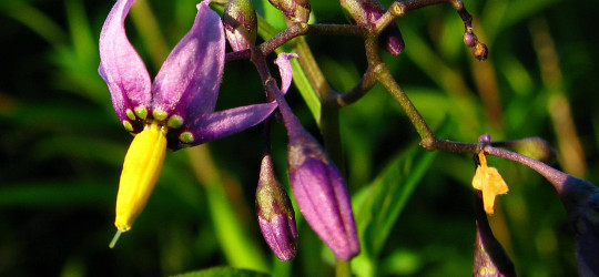 Bittersüßer Nachtschatten © Ernst Frühmann