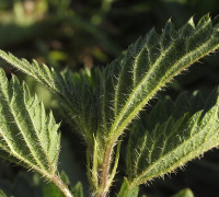 Brennnessel © Ernst Frühmann