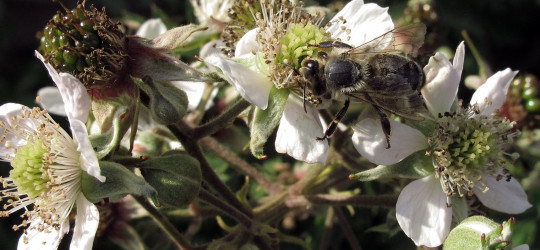 Brombeere © Ernst Frühmann