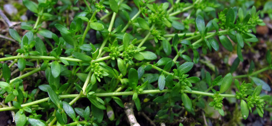 Bruchkraut © Ernst Frühmann