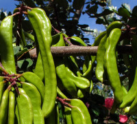 Johannisbrotbaum © Ernst Frühmann