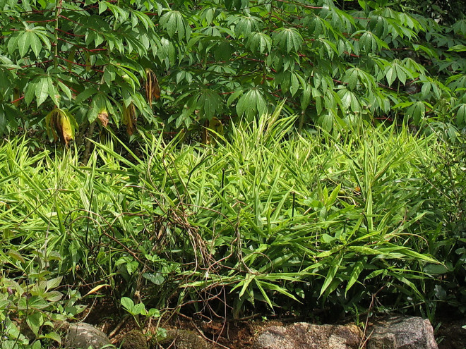 Ingwer © Ernst Frühmann