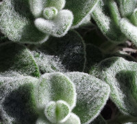 Kretischer Diptam © Ernst Frühmann