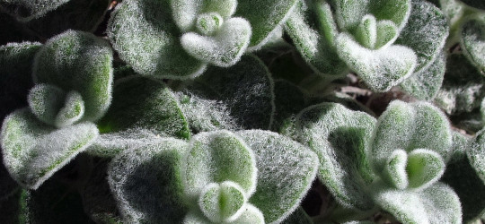 Kretischer Diptam © Ernst Frühmann