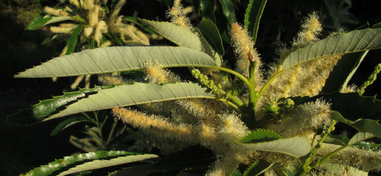 Edelkastanie © Ernst Frühmann