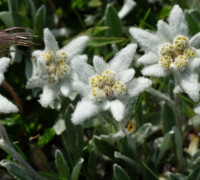 Alpen-Edelweiß © Ernst Frühmann