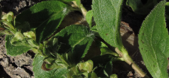 Echter Ehrenpreis © Ernst Frühmann