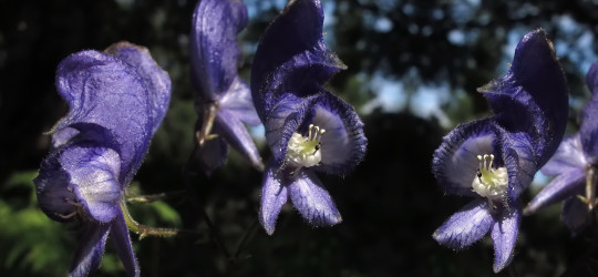 Eisenhut © Ernst Frühmann