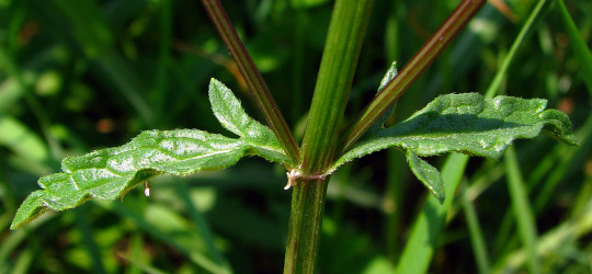 Eisenkraut © Ernst Frühmann