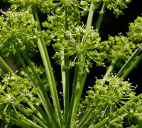 Engelwurz  © Ernst Frühmann