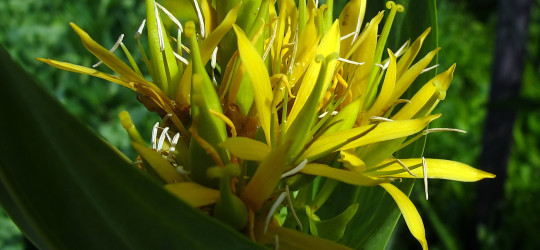 Gelber Enzian © Ernst Frühmann