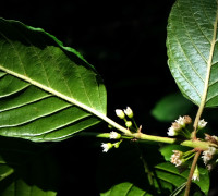 Faulbaum © Ernst Frühmann