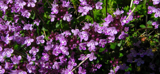 Feldthymian - Pflanze (c) Ernst Frühmann