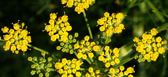 Bitterer Fenchel © Ernst Frühmann