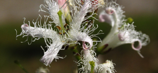 Fieberklee © Ernst Frühmann