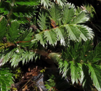 Gänsefingerkraut © Ernst Frühmann