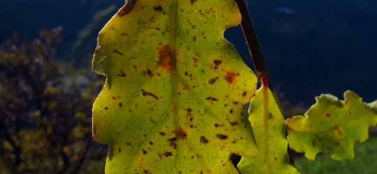 Stiel-Eiche © Ernst Frühmann