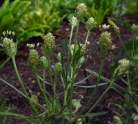 Flohsamen - Pflanze © Ernst Frühmann