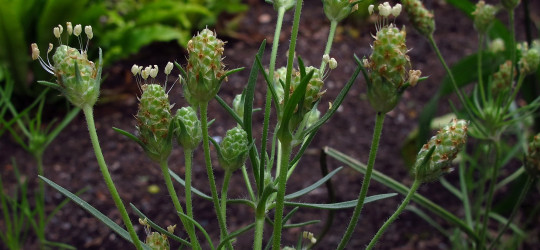 Flohsamen - Pflanze © Ernst Frühmann