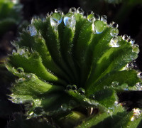 Frauenmantel © Ernst Frühmann