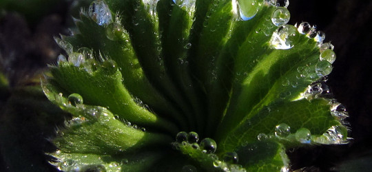 Frauenmantel © Ernst Frühmann