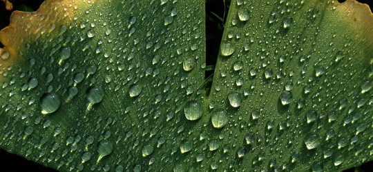 Ginkgo © Ernst Frühmann