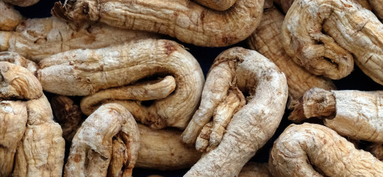 Ginseng © Ernst Frühmann
