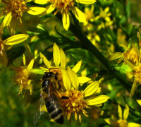 Echte Goldrute © Ernst Frühmann
