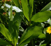 Grindelie © Ernst Frühmann