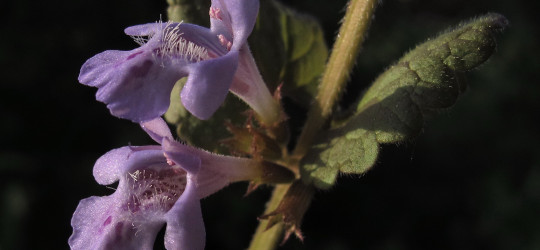 Gundelrebe © Ernst Frühmann