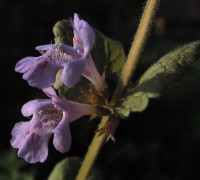 Gundelrebe © Ernst Frühmann