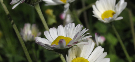 Gänseblümchen © Ernst Frühmann