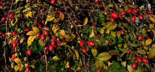 Hundsrose © Ernst Frühmann