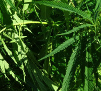 Hanf © Ernst Frühmann