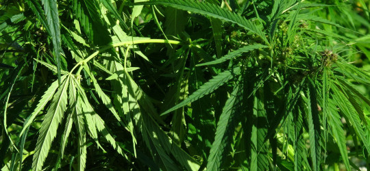 Hanf © Ernst Frühmann