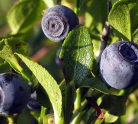 Heidelbeere © Ernst Frühmann