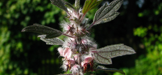 Herzgespann © Ernst Frühmann