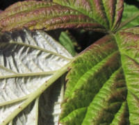 Himbeere © Ernst Frühmann