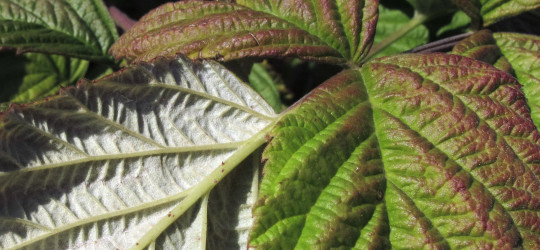 Himbeere © Ernst Frühmann