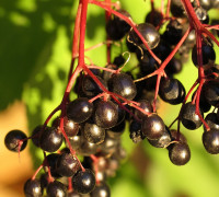 Holunderbeeren © Ernst Frühmann