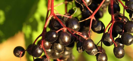 Holunderbeeren © Ernst Frühmann