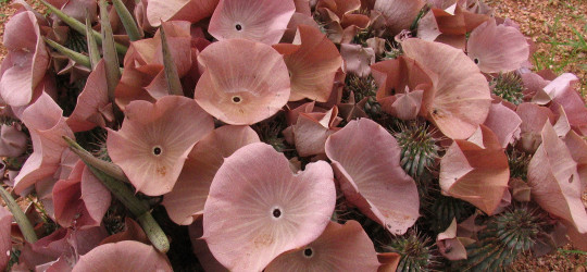 Hoodia © Ernst Frühmann