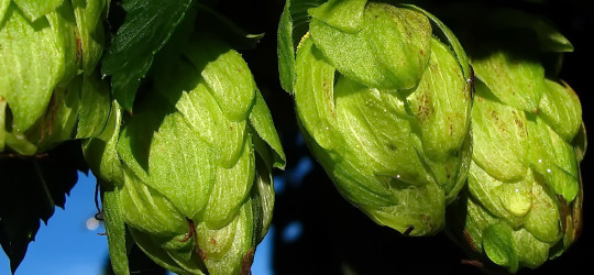 Hopfen © Ernst Frühmann
