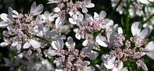 IA_B_Udaipur_IMG_9470atwszzzbr