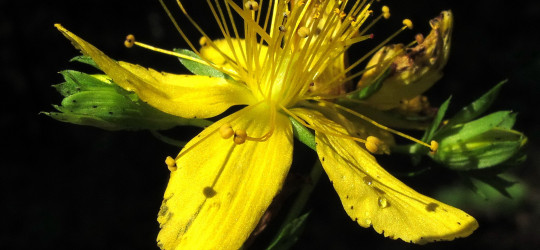 Tüpfel-Johanniskraut © Ernst Frühmann