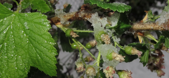 Schwarze Johannisbeere © Ernst Frühmann