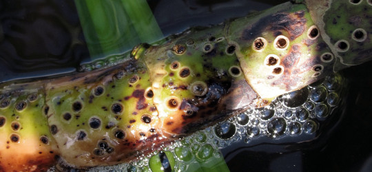 Kalmus © Ernst Frühmann