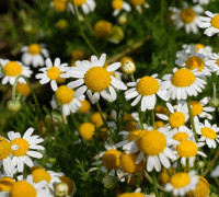 Römische Kamille © Ernst Frühmann