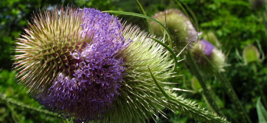 Karde_EdenP_6009atwszz Kopie